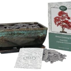Bonsai Sweet Gum - Seed Growing Kit 5 Bonsai Sweet Gum - Seed Growing Kit -RootJoy Sales Shop pl2000039319 card3 lg