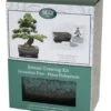 Bonsai Pine - Seed Growing Kit