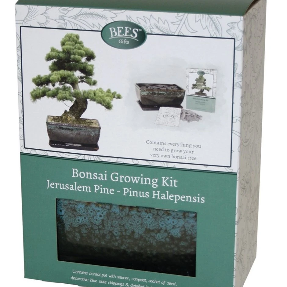 Bonsai Pine - Seed Growing Kit 1 Bonsai Pine - Seed Growing Kit