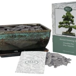 Bonsai Pine - Seed Growing Kit 5 Bonsai Pine - Seed Growing Kit -RootJoy Sales Shop pl2000039320 card3 lg