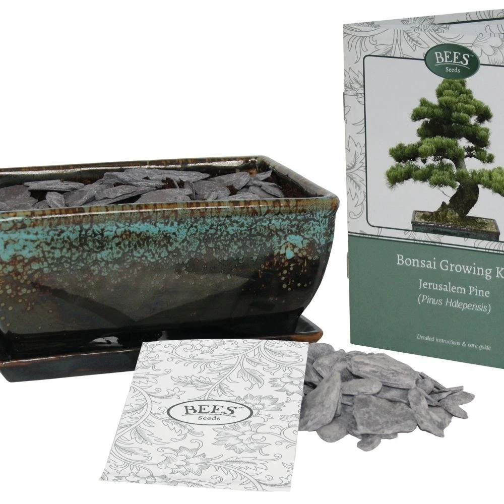 Bonsai Pine - Seed Growing Kit 3 Bonsai Pine - Seed Growing Kit - Image 3