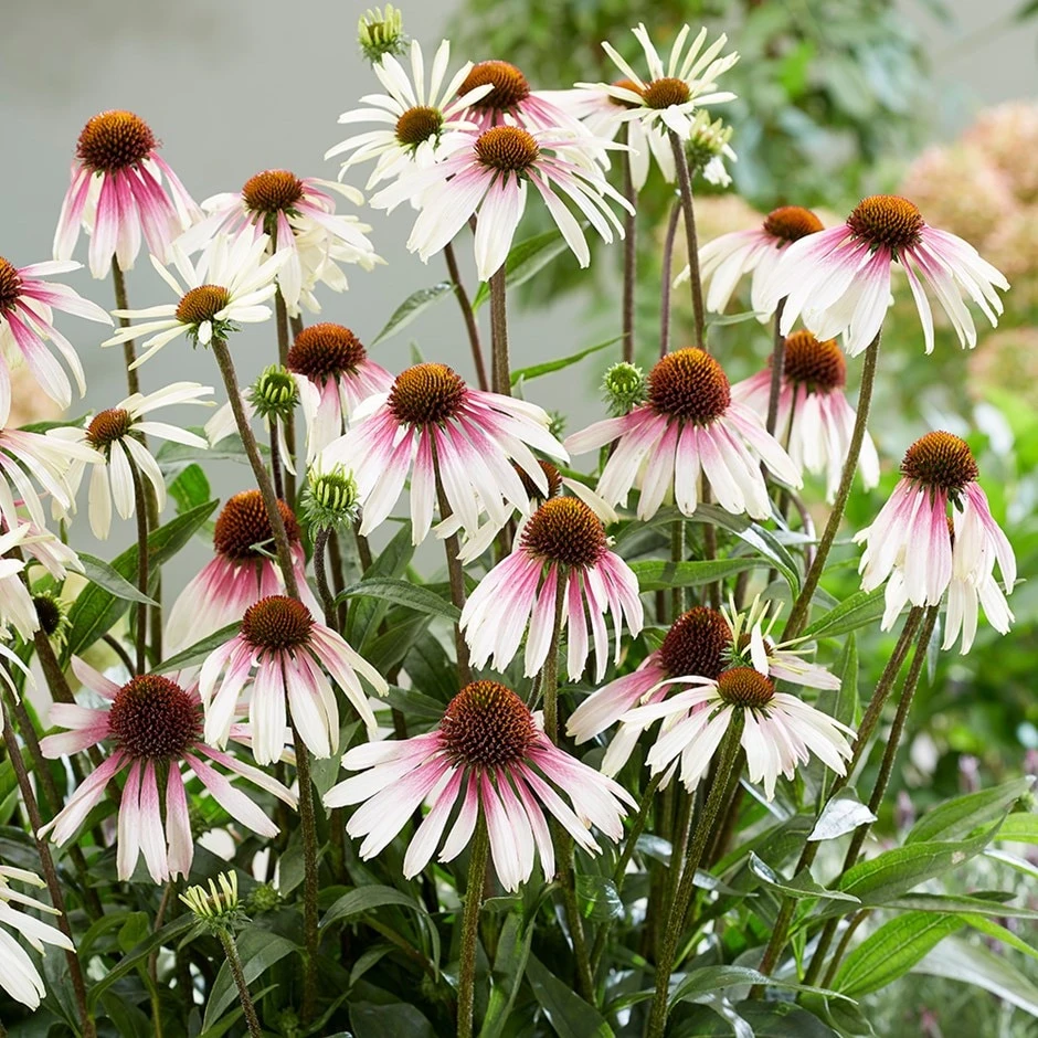 Echinacea Pretty Parasols ('JS Engeltje') (PBR) 1 Echinacea Pretty Parasols ('JS Engeltje') (PBR)