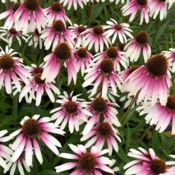 Echinacea Pretty Parasols ('JS Engeltje') (PBR) 19 Echinacea Pretty Parasols ('JS Engeltje') (PBR) -RootJoy Sales Shop pl2000039354 card10 lg