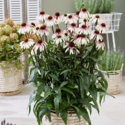 Echinacea Pretty Parasols ('JS Engeltje') (PBR) 12 Echinacea Pretty Parasols ('JS Engeltje') (PBR) -RootJoy Sales Shop pl2000039354 card3 lg