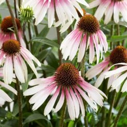Echinacea Pretty Parasols ('JS Engeltje') (PBR) 13 Echinacea Pretty Parasols ('JS Engeltje') (PBR) -RootJoy Sales Shop pl2000039354 card4 lg