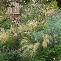 Echinacea Pretty Parasols ('JS Engeltje') (PBR) 15 Echinacea Pretty Parasols ('JS Engeltje') (PBR) -RootJoy Sales Shop pl2000039354 card6 lg