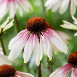 Echinacea Pretty Parasols ('JS Engeltje') (PBR) 16 Echinacea Pretty Parasols ('JS Engeltje') (PBR) -RootJoy Sales Shop pl2000039354 card7 lg