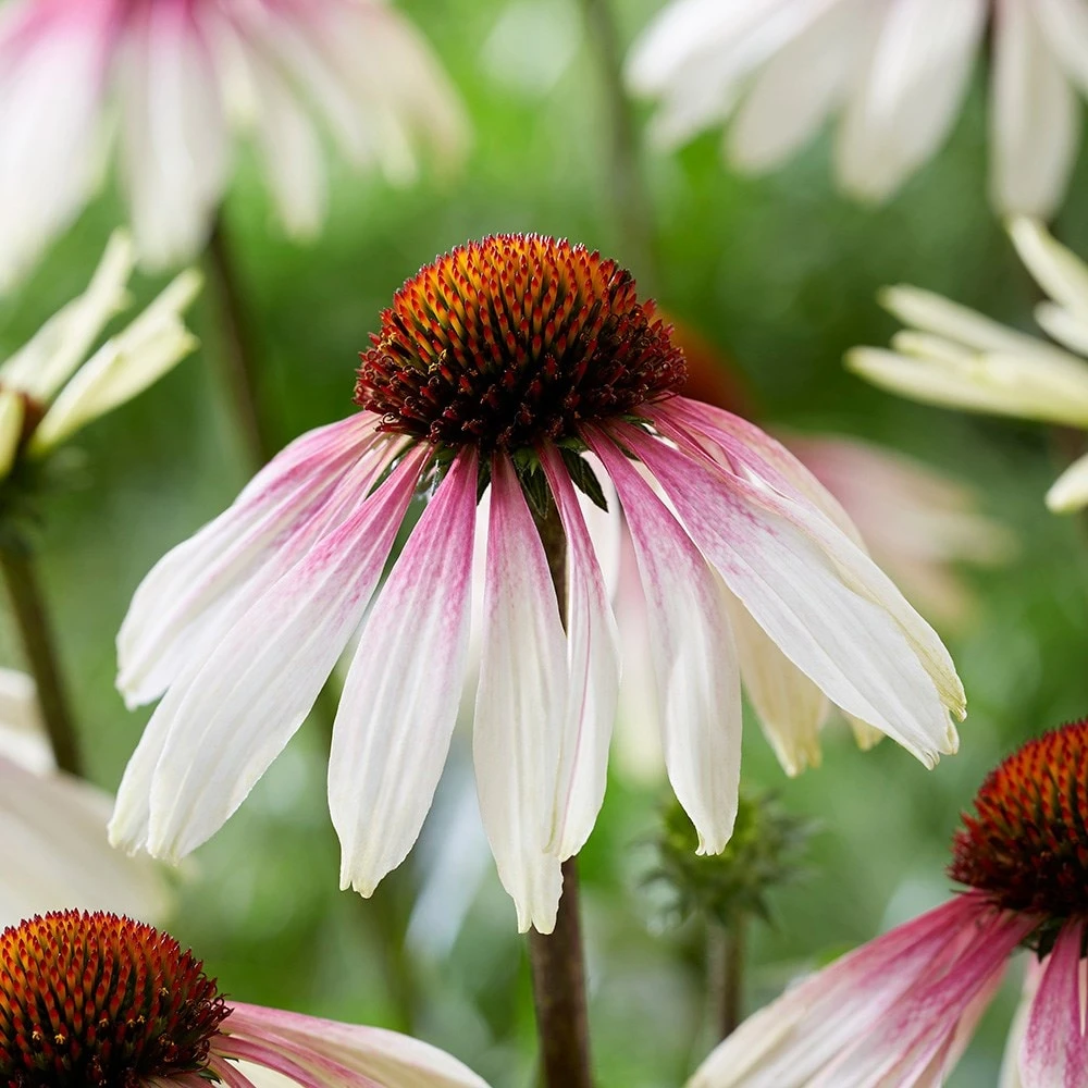 Echinacea Pretty Parasols ('JS Engeltje') (PBR) 7 Echinacea Pretty Parasols ('JS Engeltje') (PBR) - Image 7