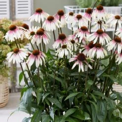 Echinacea Pretty Parasols ('JS Engeltje') (PBR) 17 Echinacea Pretty Parasols ('JS Engeltje') (PBR) -RootJoy Sales Shop pl2000039354 card8 lg