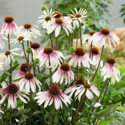 Echinacea Pretty Parasols ('JS Engeltje') (PBR) 18 Echinacea Pretty Parasols ('JS Engeltje') (PBR) -RootJoy Sales Shop pl2000039354 card9 lg