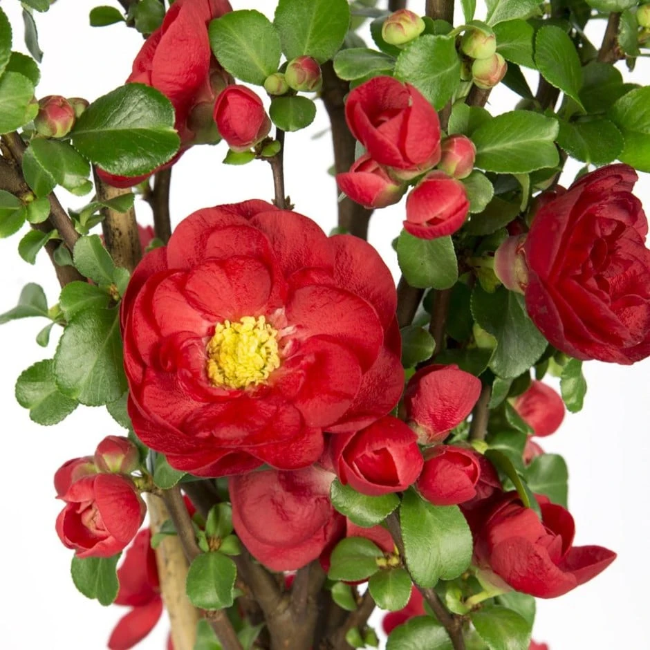 Chaenomeles Speciosa 'Scarlet Storm' (PBR) 1 Chaenomeles Speciosa 'Scarlet Storm' (PBR)