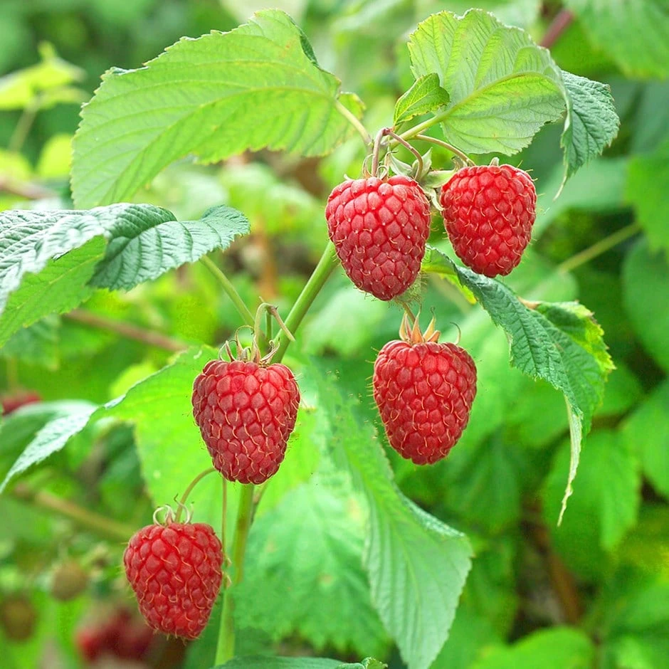Raspberry 'Malling Promise' 1 Raspberry 'Malling Promise'