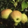 Apple 'Golden Delicious'