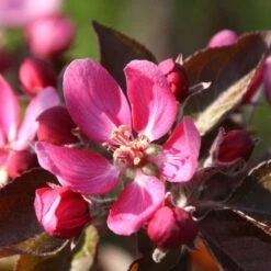 Apple Tickled Pink ('Baya Marisa') -RootJoy Sales Shop pl2000040498 card2 lg