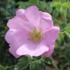 Rosa 'Fru Dagmar Hastrup'