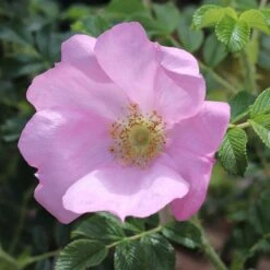Rosa 'Fru Dagmar Hastrup'