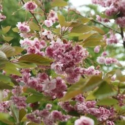Prunus 'Kofugen'