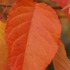 Prunus 'Kofugen' -RootJoy Sales Shop pl2000040733 card4 lg