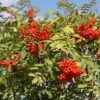 Sorbus Aucuparia