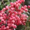 Sorbus 'Eastern Promise'