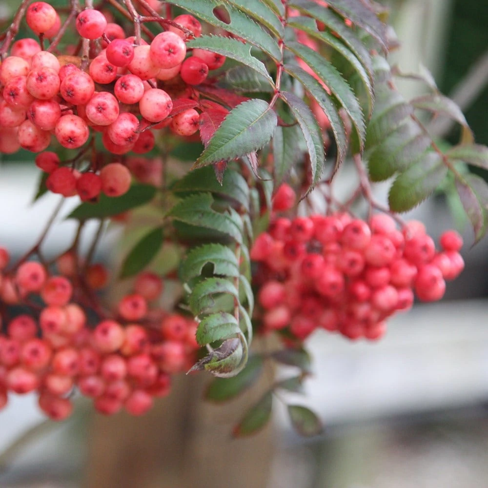 Sorbus 'Eastern Promise' 2 Sorbus 'Eastern Promise' - Image 2