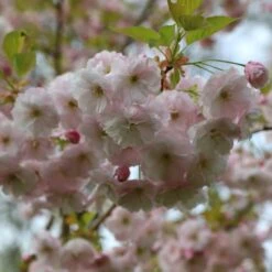 Prunus 'Ichiyo' -RootJoy Sales Shop pl2000040747 card5 lg