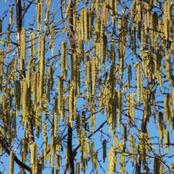 Betula 'Fascination'