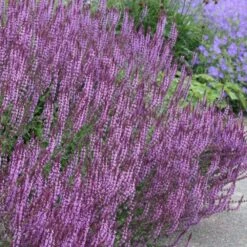 Circles & Spires Collection -RootJoy Sales Shop pl2000041243 card3 lg