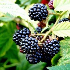 Blackberry 'Merton Thornless'