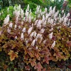 × Heucherella 'Brass Lanterns' (PBR)