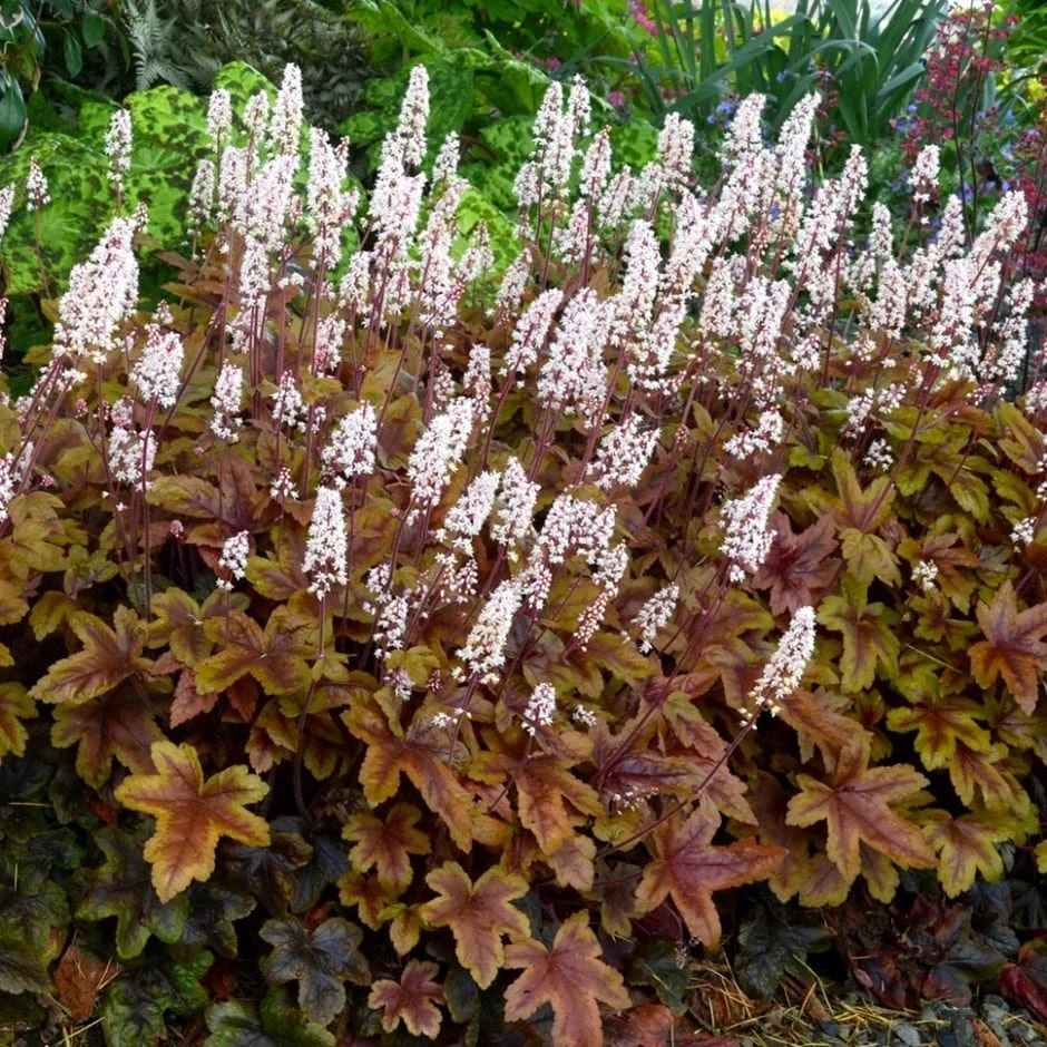 × Heucherella 'Brass Lanterns' (PBR) 1 × Heucherella 'Brass Lanterns' (PBR)