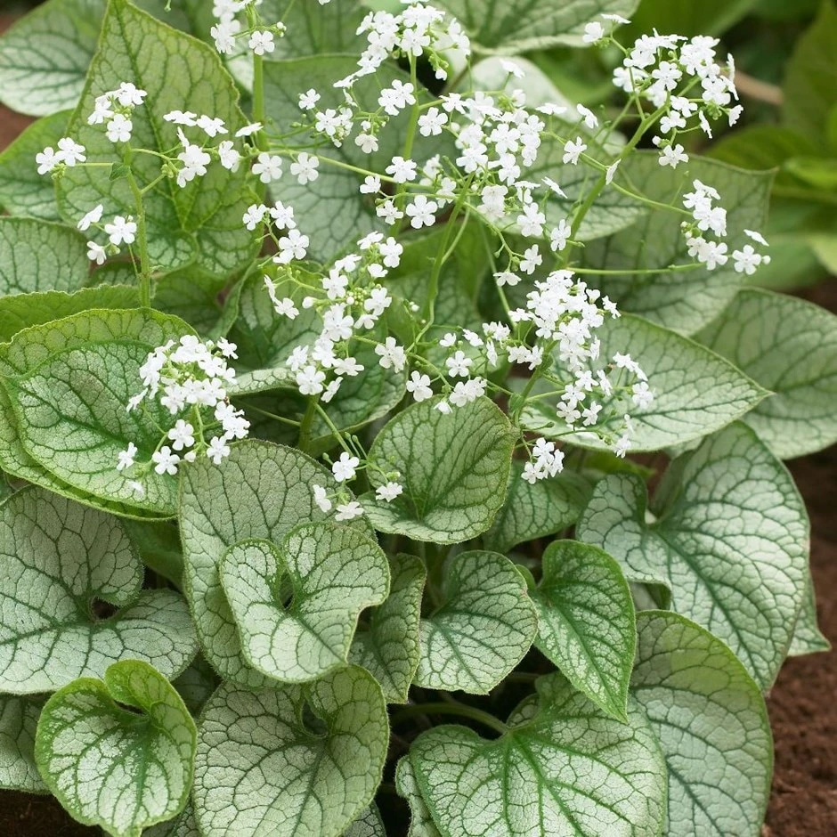 Brunnera 'Mr Morse' (PBR) 1 Brunnera 'Mr Morse' (PBR)