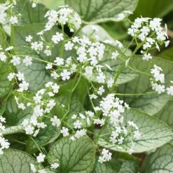 Brunnera 'Mr Morse' (PBR) 5 Brunnera 'Mr Morse' (PBR) -RootJoy Sales Shop pl2000041338 card3 lg