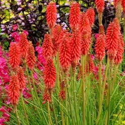 Kniphofia 'Redhot Popsicle' (Popsicle Series)