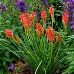 Kniphofia 'Redhot Popsicle' (Popsicle Series) -RootJoy Sales Shop pl2000041346 card3 lg
