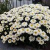 Leucanthemum × Superbum Freak! ('Leuz0001') (PBR)