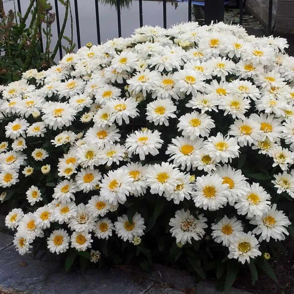 Leucanthemum × Superbum Freak! ('Leuz0001') (PBR) 1 Leucanthemum × Superbum Freak! ('Leuz0001') (PBR)