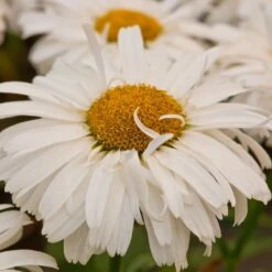 Leucanthemum × Superbum Freak! ('Leuz0001') (PBR) 3 Leucanthemum × Superbum Freak! ('Leuz0001') (PBR) -RootJoy Sales Shop pl2000041348 card2 lg