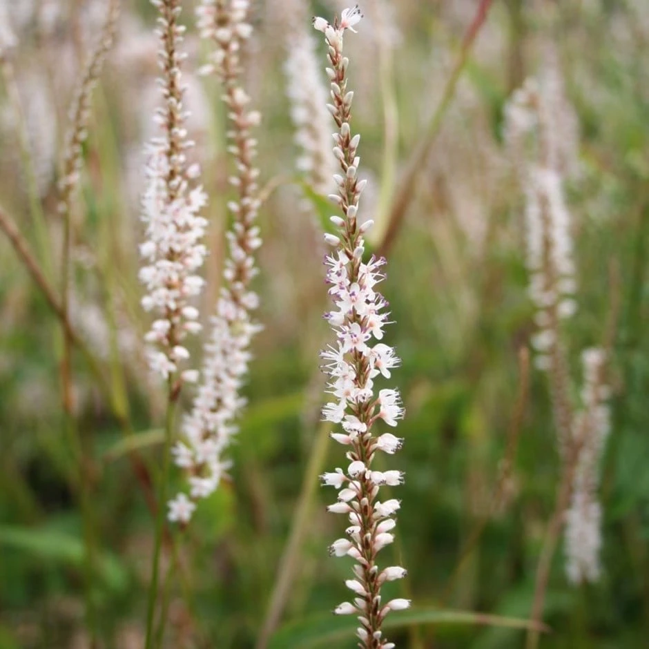 Bistorta Amplexicaulis 'Alba' 1 Bistorta Amplexicaulis 'Alba'