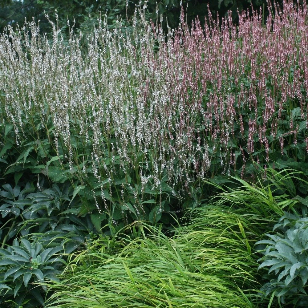 Bistorta Amplexicaulis 'Alba' 2 Bistorta Amplexicaulis 'Alba' - Image 2
