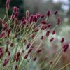 Sanguisorba 'Cangshan Cranberry'
