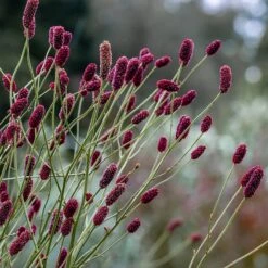 Sanguisorba 'Cangshan Cranberry'