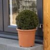 Taxus Baccata Ball 30-35 Cm