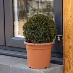 Taxus Baccata Ball 30-35 Cm