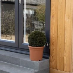 Taxus Baccata Ball 30-35 Cm 5 Taxus Baccata Ball 30-35 Cm -RootJoy Sales Shop pl2000042478 card3 lg