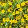 Hypericum Elodes