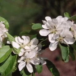 Malus × Atrosanguinea 'Gorgeous' -RootJoy Sales Shop pl2000042636 card3 lg