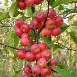 Malus × Atrosanguinea 'Gorgeous' -RootJoy Sales Shop pl2000042636 card4 lg