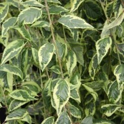 Prunus Frilly Frock ('Fpmspl') -RootJoy Sales Shop pl2000042650 card2 lg