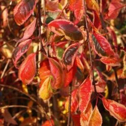 Prunus Frilly Frock ('Fpmspl') -RootJoy Sales Shop pl2000042650 card3 lg